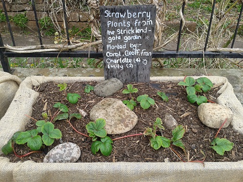 Strawberry plants at the Salvation Army raised beds in Penrith