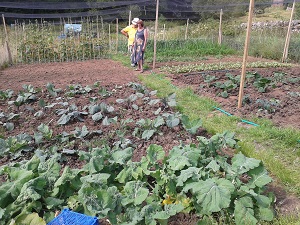 Peter's veg patch at Glassonby