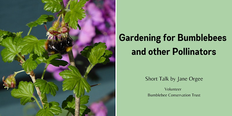 Gardening for Bees and Other Pollinators