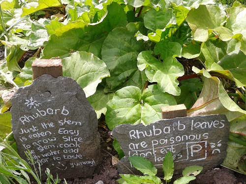 Stricklandgate Community Garden Rhubarb