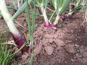 Florence long red shallots