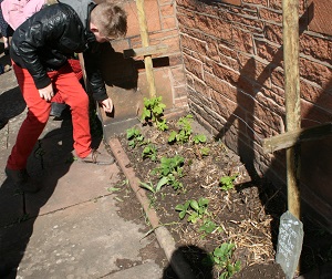 Sowing nasturtiums at the United Reformed Church Penrith