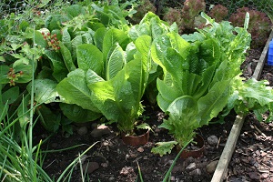 Lettuce at Glassonby