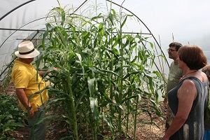 Sweetcorn in Niall's polytunnel