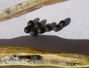 Asparagus Kale pods and seed