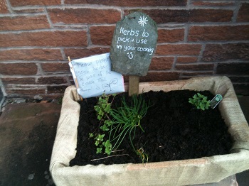 Herbs to pick and use at the United Reformed Church Penrith