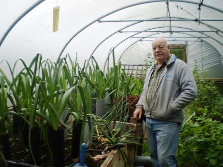 Norman English with leeks in polytunnel