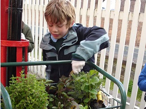 Cub planting the Penrith Railway Station herbs