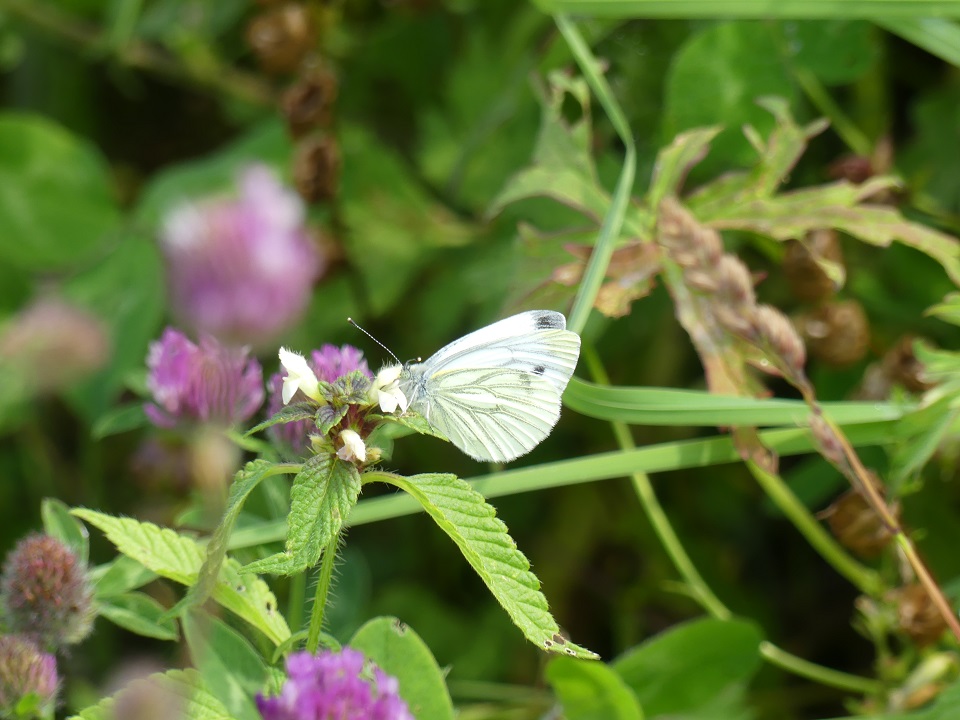 A Green-veined white butterfly on Bomby Green