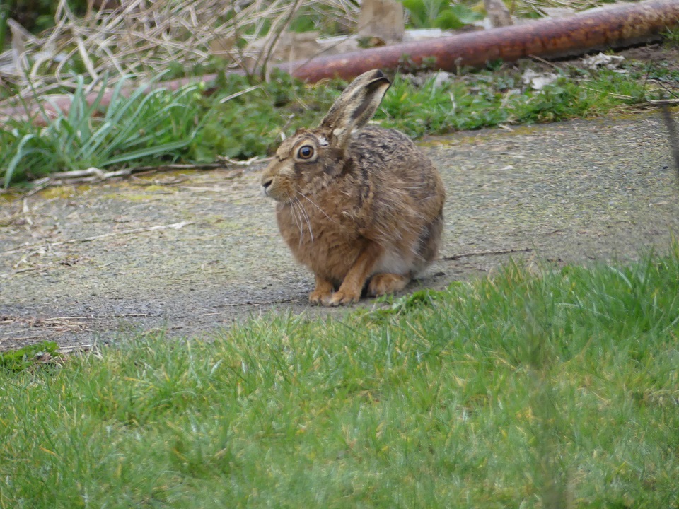 You might get some interesting visitors - a hare!