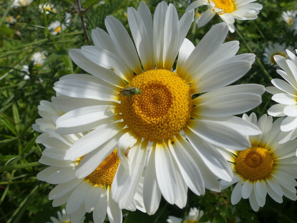 An Oxeye daisy with visiting insect