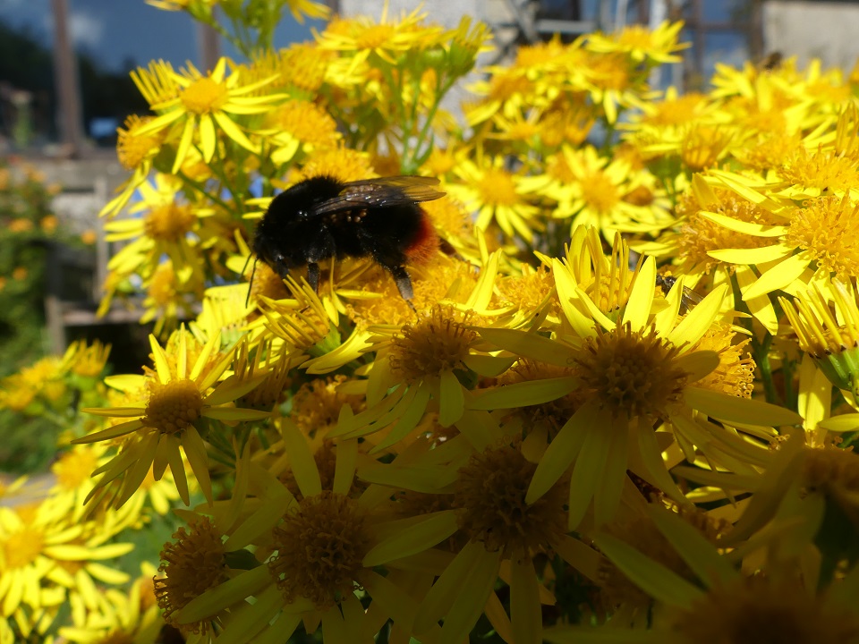 Ragwort is brilliant for pollinators
