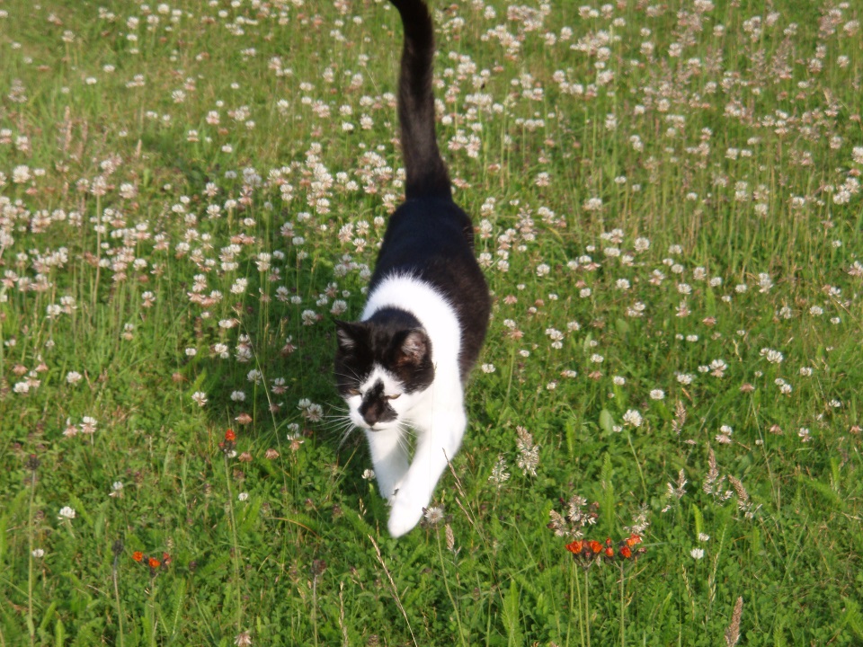 Cat in the long grass