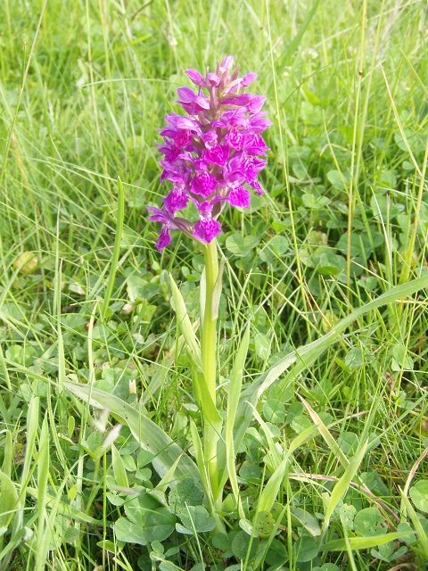 An orchid appeared in Christine's lawn
