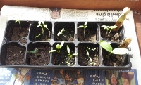 Cucumber and tomato seedlings