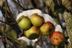 Winter is a good time to plant apple trees