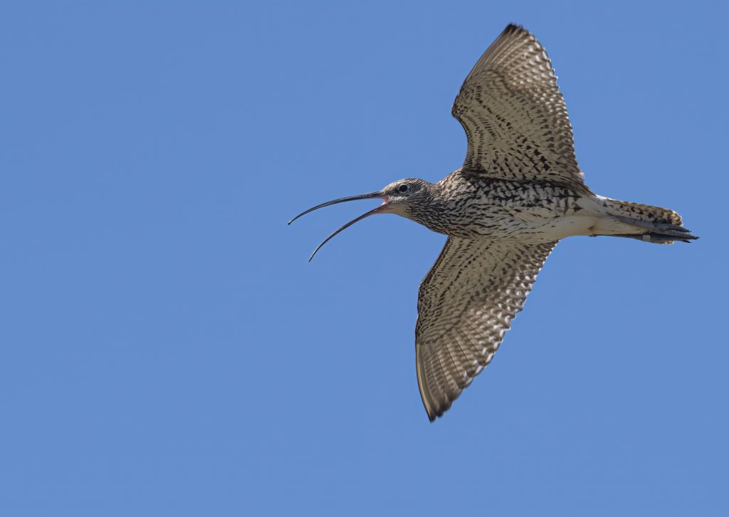A Curlew in flight with a blue sky background. Copyright RSPB Ian Cole