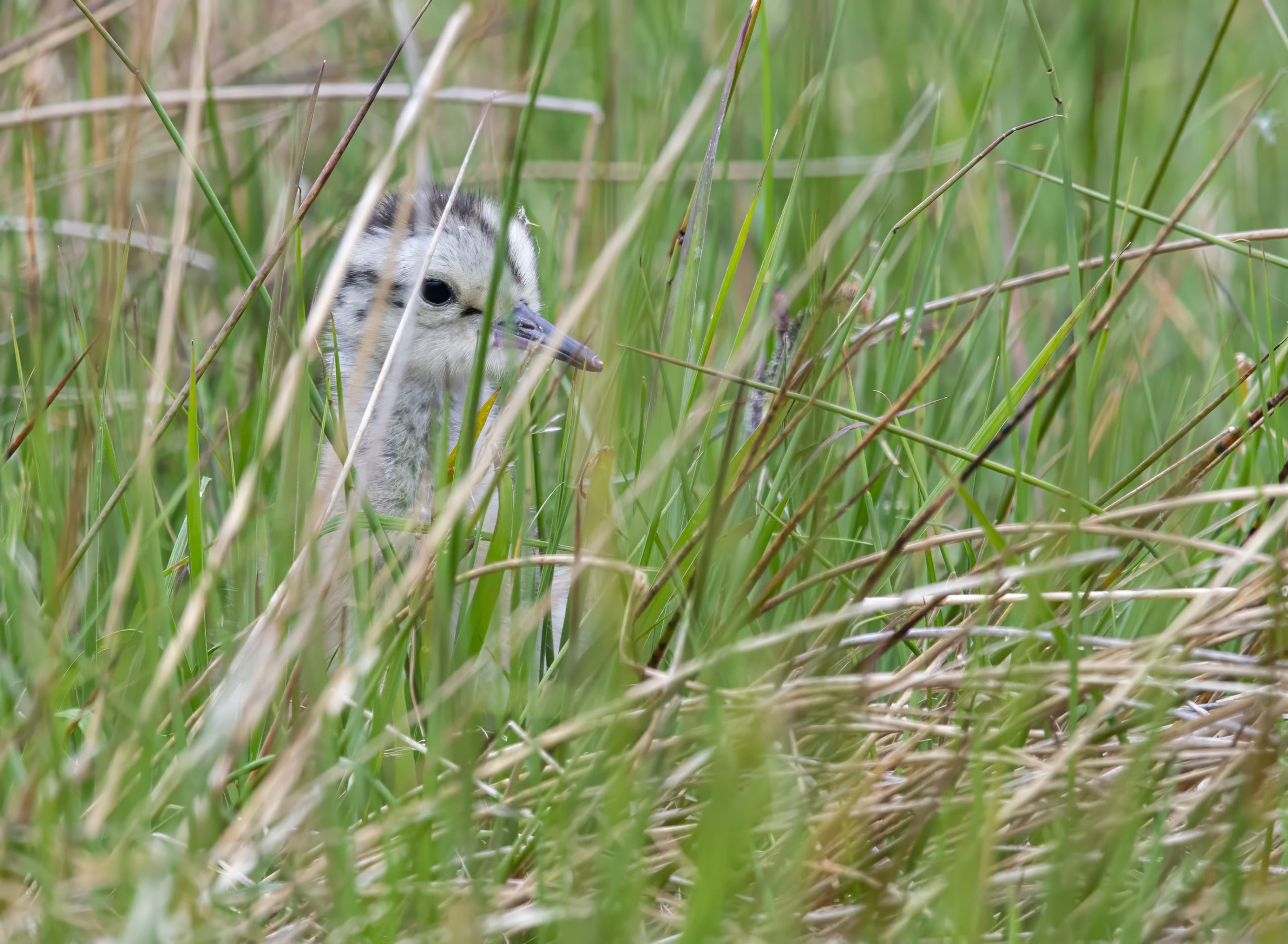 A Curlew chick in long grass, at eye level. Copyright RSPB Ian Cole
