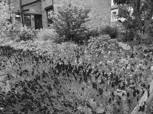 Flowers in a garden with a building in the background